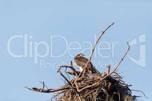 Osprey bird Pandion haliaetus perches in its nest