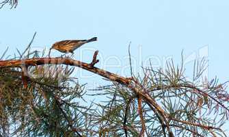 Palm warbler bird Setophaga palmarum eats a worm