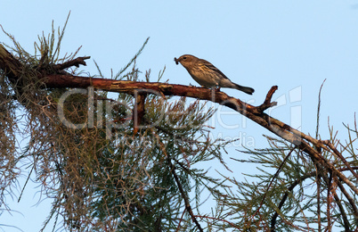 Palm warbler bird Setophaga palmarum eats a worm