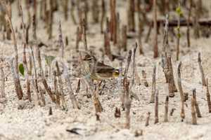 Pine warbler bird Setophaga pinus forages for food in the beach