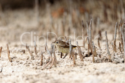 Pine warbler bird Setophaga pinus forages for food in the beach