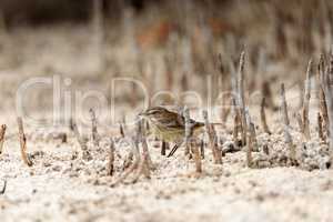 Pine warbler bird Setophaga pinus forages for food in the beach