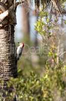 Red-bellied woodpecker Melanerpes carolinus