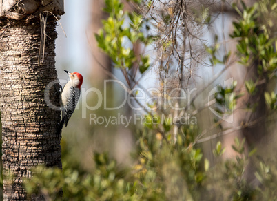 Red-bellied woodpecker Melanerpes carolinus