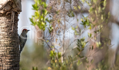 Red-bellied woodpecker Melanerpes carolinus