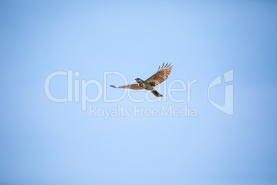 Red shouldered Hawk Buteo lineatus