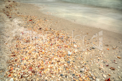 Seashells on Tigertail Beach on Marco Island