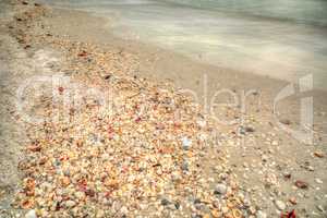 Seashells on Tigertail Beach on Marco Island
