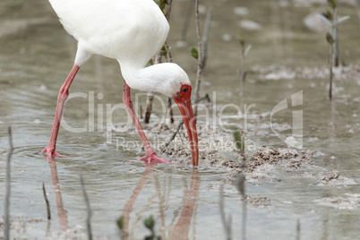 American White ibis Eudocimus albus bird in a pond