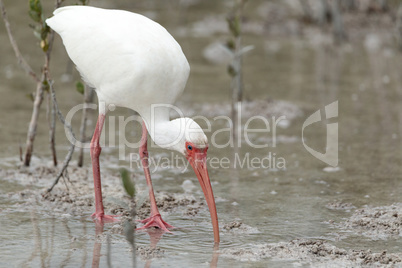 American White ibis Eudocimus albus bird in a pond