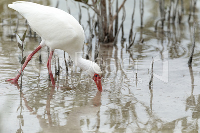 American White ibis Eudocimus albus bird in a pond