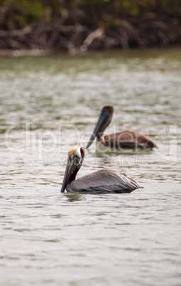 Brown pelican bird Pelecanus occidentalis