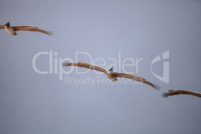 Brown pelican bird Pelecanus occidentalis