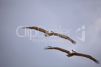 Brown pelican bird Pelecanus occidentalis