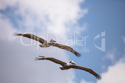 Brown pelican bird Pelecanus occidentalis