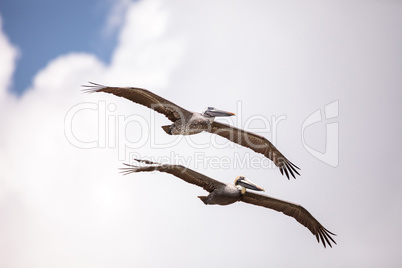 Brown pelican bird Pelecanus occidentalis