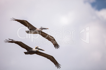 Brown pelican bird Pelecanus occidentalis