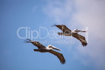 Brown pelican bird Pelecanus occidentalis