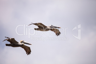 Brown pelican bird Pelecanus occidentalis