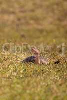 Florida softshell turtle Apalone ferox up on the grass