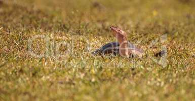 Florida softshell turtle Apalone ferox up on the grass