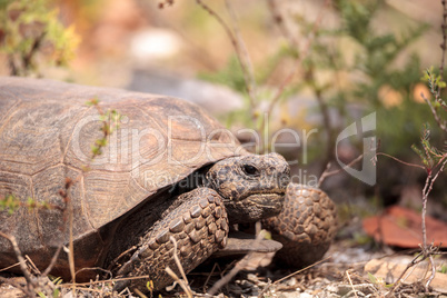 Florida Gopher Tortoise Gopherus polyphemus