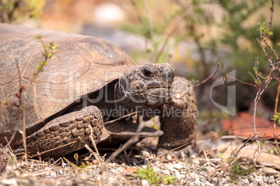 Florida Gopher Tortoise Gopherus polyphemus
