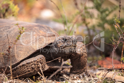 Florida Gopher Tortoise Gopherus polyphemus