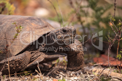Florida Gopher Tortoise Gopherus polyphemus