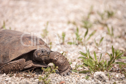 Florida Gopher Tortoise Gopherus polyphemus