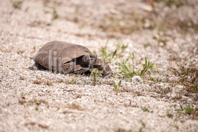 Florida Gopher Tortoise Gopherus polyphemus