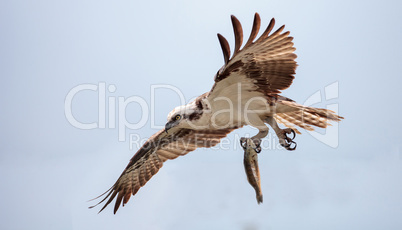 Osprey bird of prey Pandion haliaetus flying across a blue sky w
