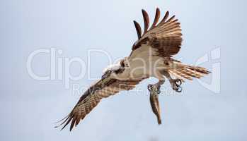 Osprey bird of prey Pandion haliaetus flying across a blue sky w