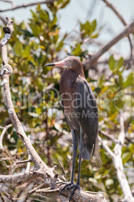 Little blue heron Egretta caerulea