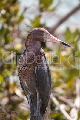 Little blue heron Egretta caerulea