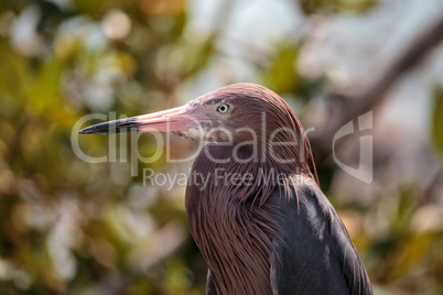 Little blue heron Egretta caerulea