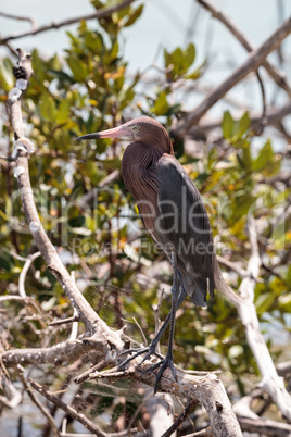 Little blue heron Egretta caerulea