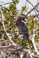 Little blue heron Egretta caerulea