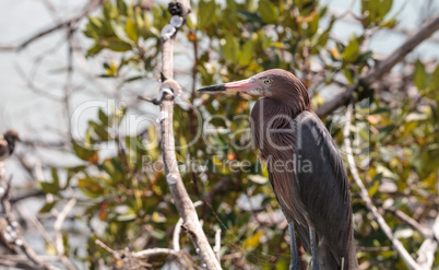 Little blue heron Egretta caerulea