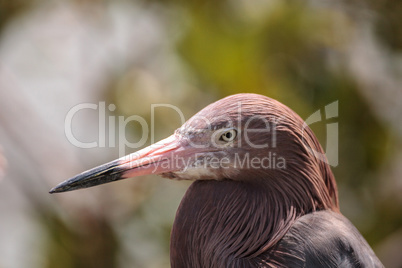 Little blue heron Egretta caerulea