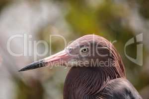 Little blue heron Egretta caerulea