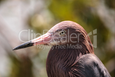 Little blue heron Egretta caerulea