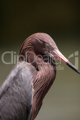 Little blue heron Egretta caerulea