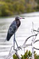 Little blue heron Egretta caerulea