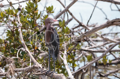 Little blue heron Egretta caerulea