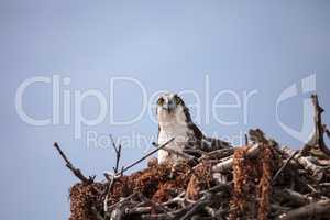 Osprey bird of prey Pandion haliaetus in a nest