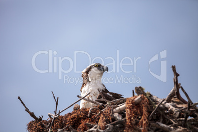 Osprey bird of prey Pandion haliaetus in a nest