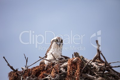 Osprey bird of prey Pandion haliaetus in a nest