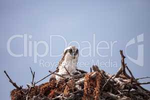 Osprey bird of prey Pandion haliaetus in a nest