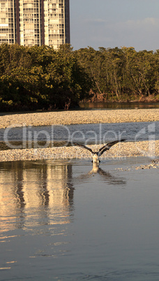 Osprey bird of prey Pandion haliaetus flying over the water afte